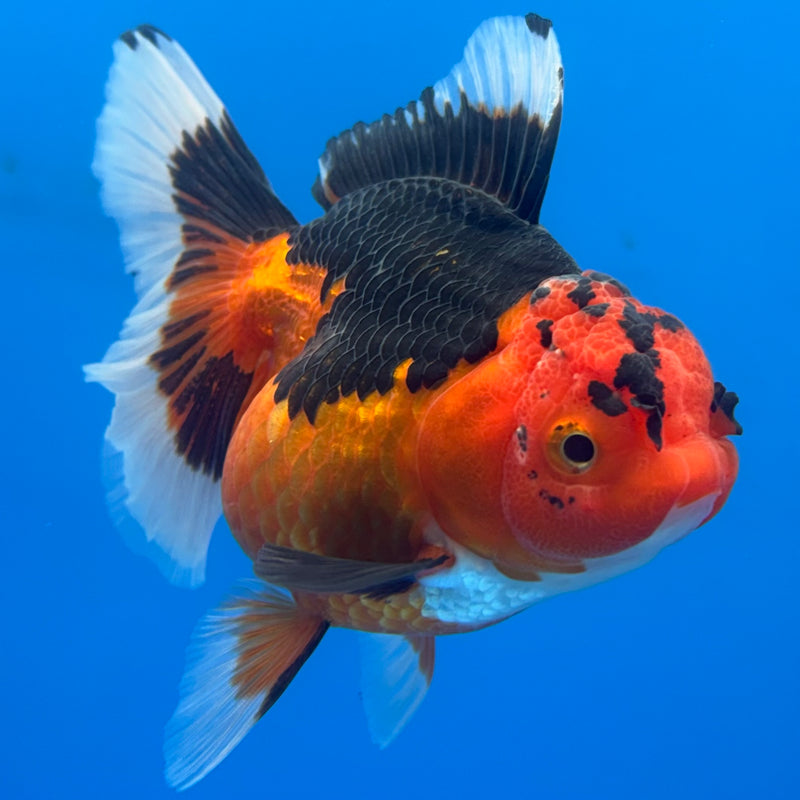Thai Oranda Apache 3” Body Female(CK-699)R1B07