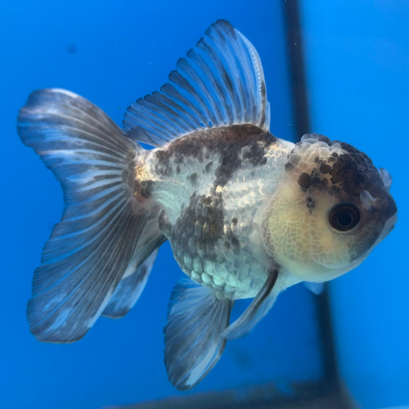 Thai Oranda Panda 2.5” Body Female(CK-1011)R3B15