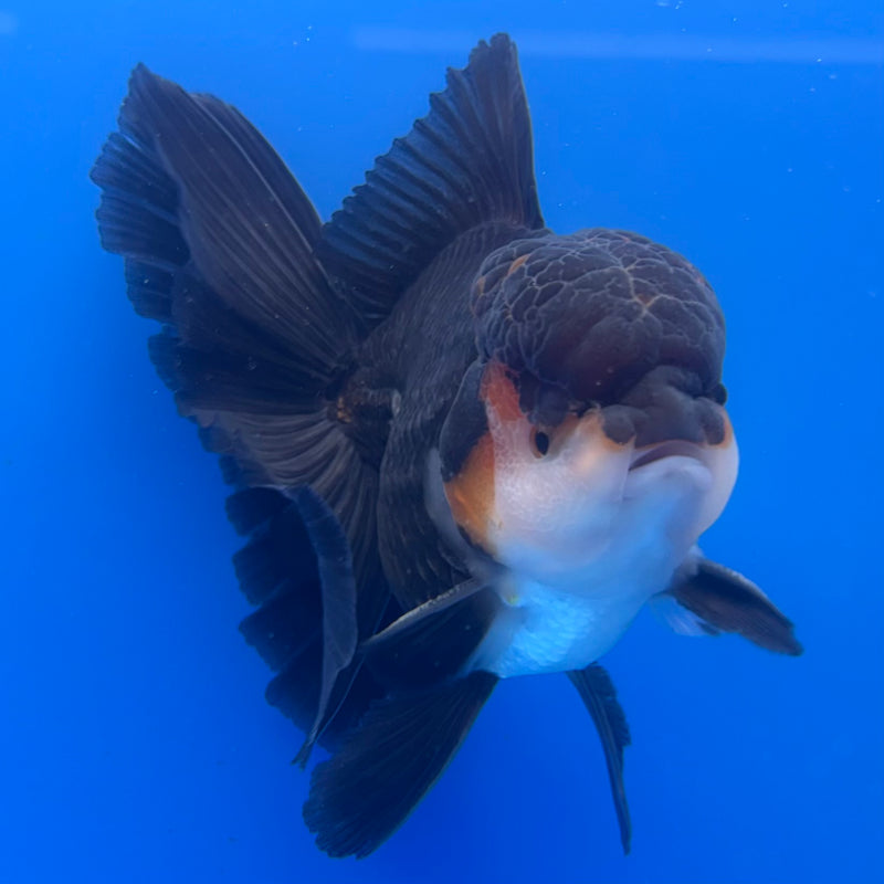 Thai Oranda Apache/Tri-Color 3” Body Male(CK-1233)R1A11