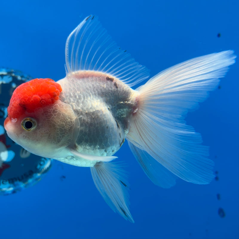 Thai Oranda White Body Red Cap 3” Body Male(CK-989)R3B07