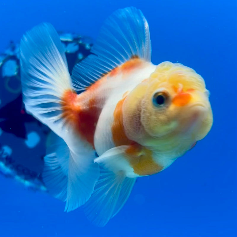 Thai Oranda Lemon Head Red/White Calico 2.5” Body Male(CK-1208)SHOWTANK