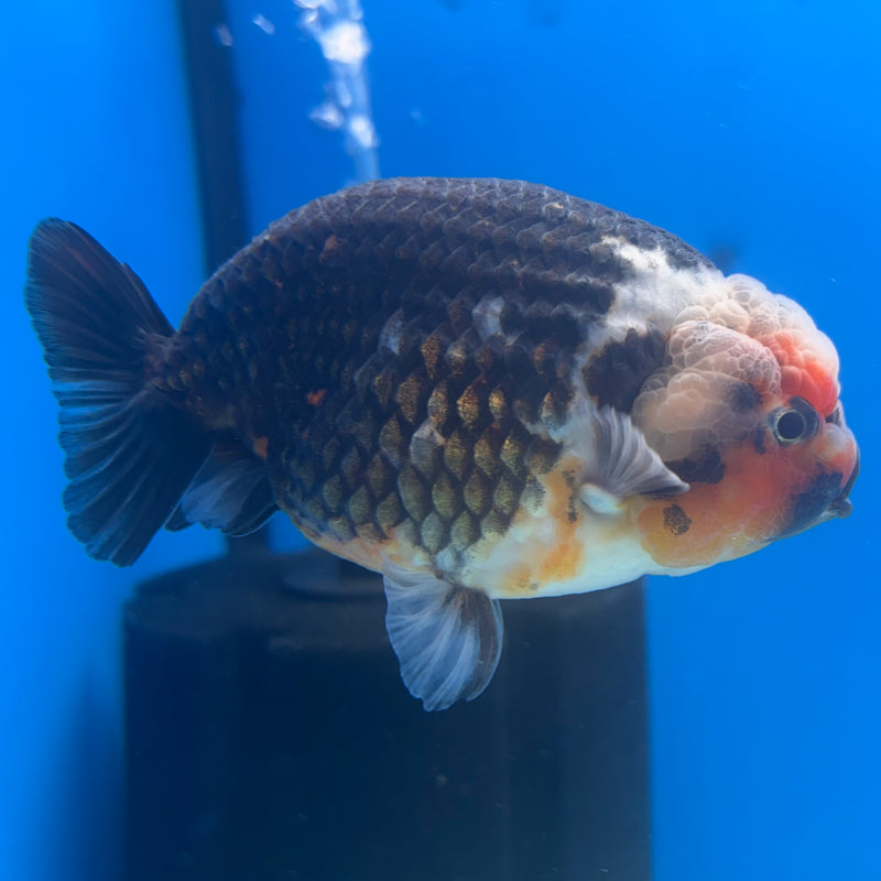 Thai Ranchu Apache Calico RARE 3.5" Body Male(CK-893)R1A11