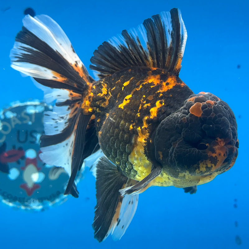 Thai Oranda Tiger Calico 3.5” Male(BIN-CK-1067)SHOWTANK2
