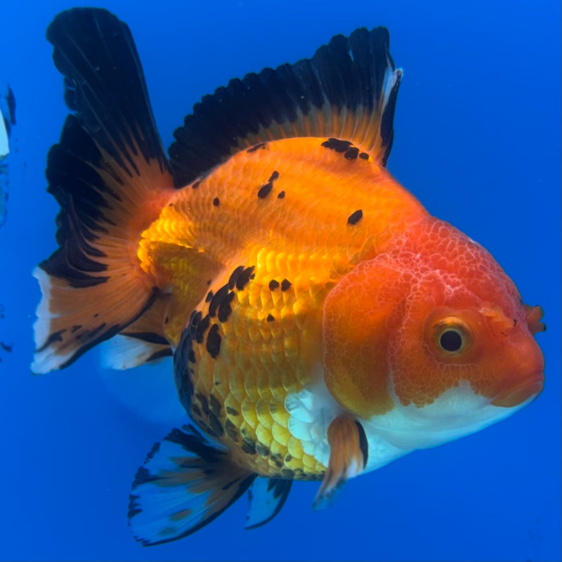 Thai Oranda Apache 3.5” Body Female(CK-1198)SHOWTANK