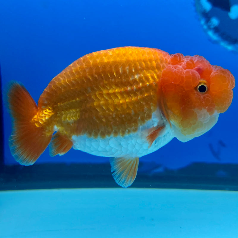 Thai Ranchu Red/White 3.5” Body Male(CK-1121)R1B05