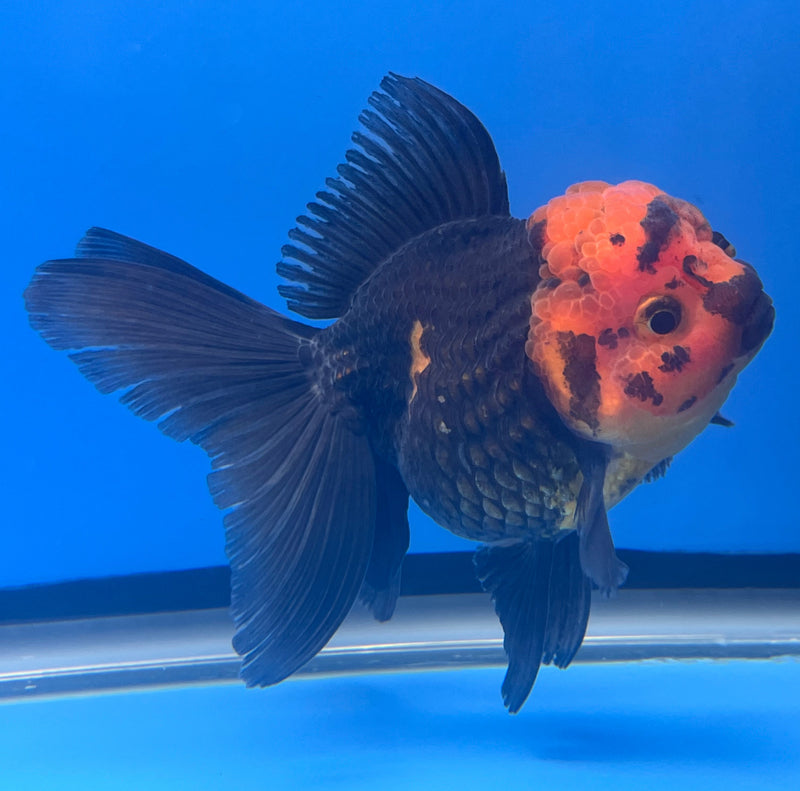 Thai Oranda Apache 3” Body Female(CK-660)R1B11