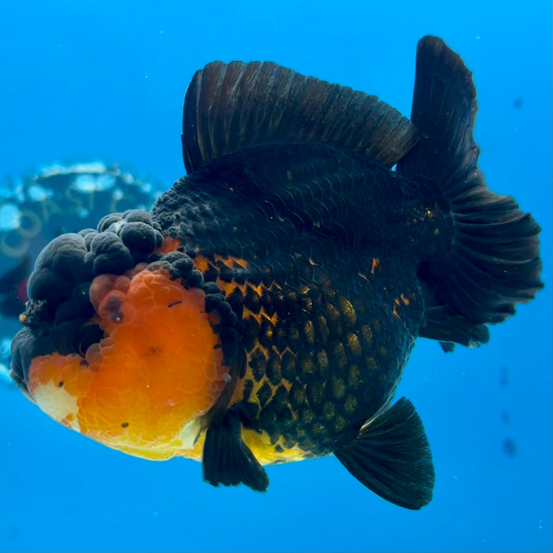 Thai Oranda Apache 3.5” Body Female(QGF-CK-1096)SHOWTANK