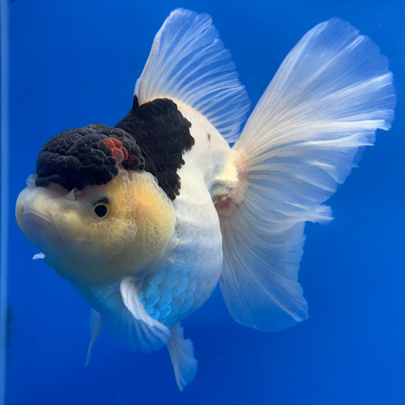 Thai Oranda AA JUMBO Panda 4” Body Female(AA-CK-1349)R1BLUETUB3