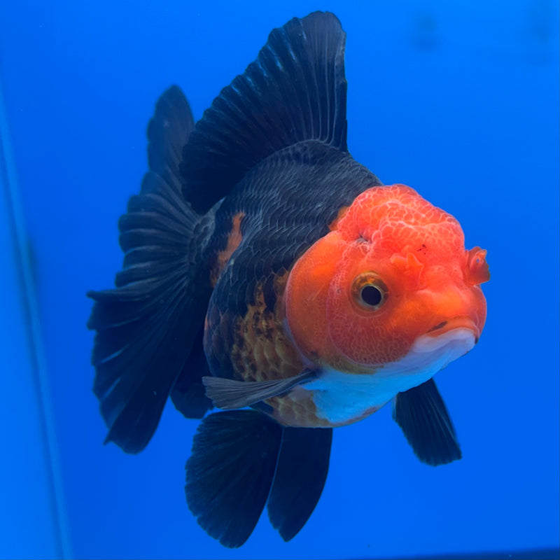 Thai Oranda Apache 3” Body Male(CK-686)R1A11