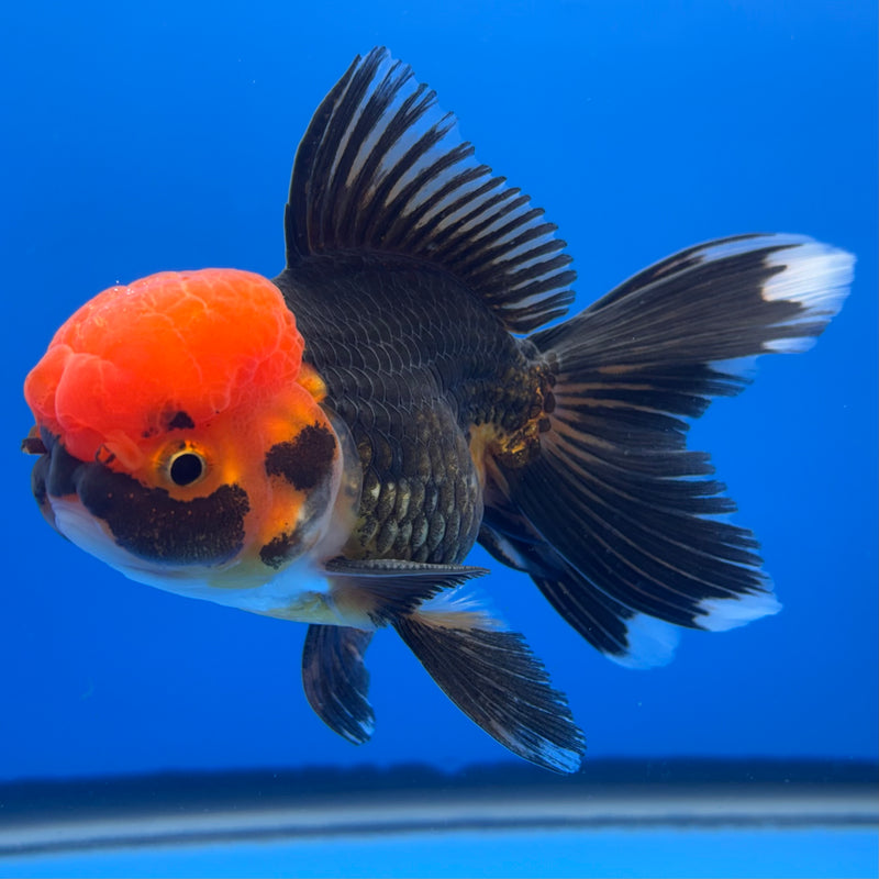 Thai Oranda Apache 3” Body Male(CK-725)R1A02
