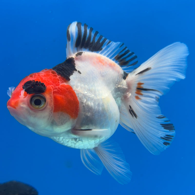 Thai Oranda NOK Tri-Color 2.5” Body Female(NOK-CK-1177)R3B16