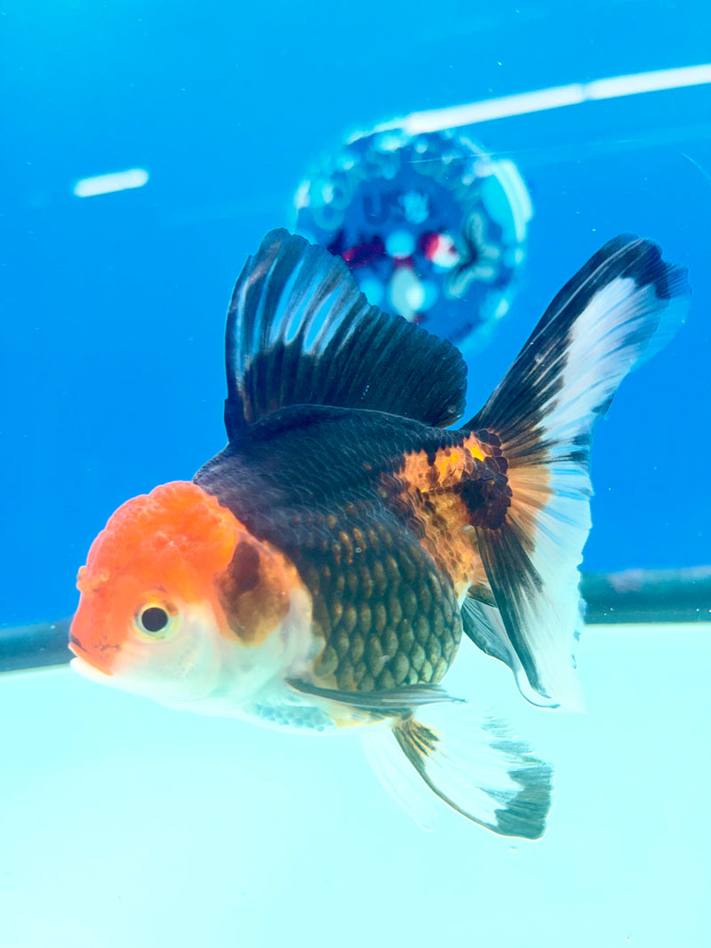 Thai Oranda Apache 3in Female (FEB-293)R2B05
