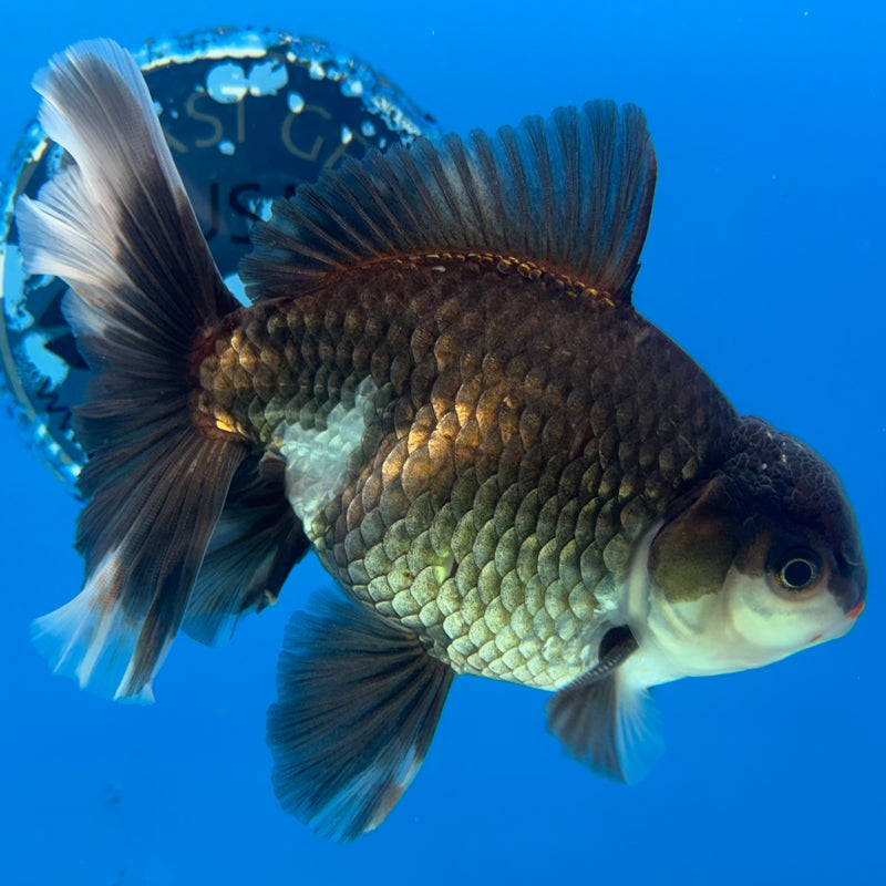 Thai Oranda Panda 4.5” Body Male(BIN-CK-1064)SHOWTANK2