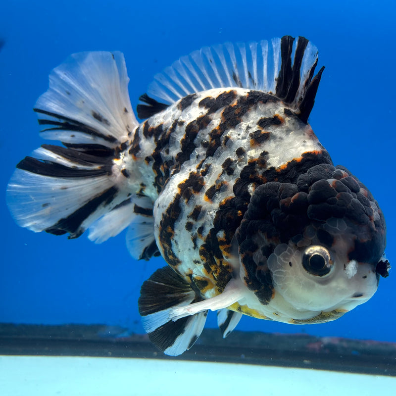 Thai Oranda Tri-Color Calico Tiger 5.5” Body Male(NKT-CK-1033)SHOWTANK2
