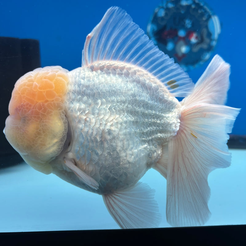 Thai Jumbo Oranda Lemon Head White 4.5” Body Male(CRP-CK-1088)BLUETUB2