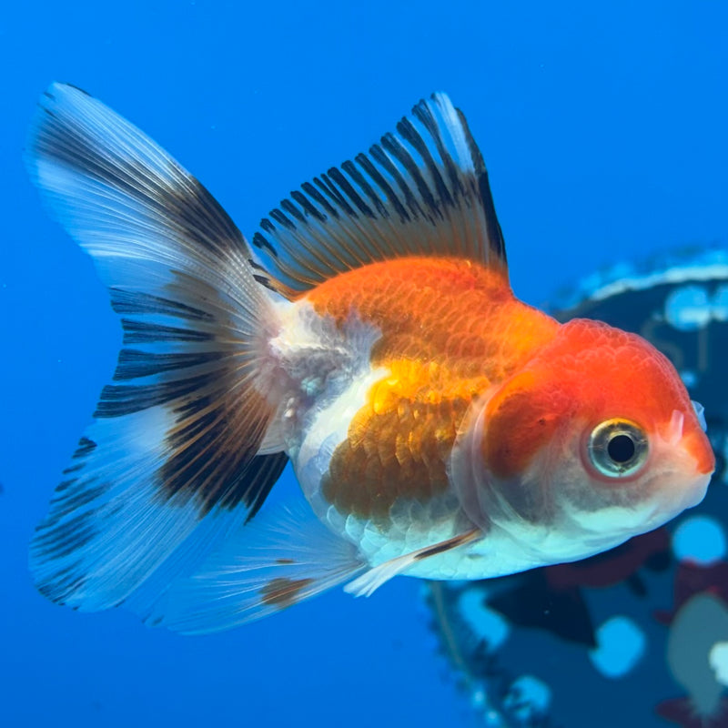 Thai Oranda Tri-Color/Apache 2” Body Female(CK-1284)R3B03