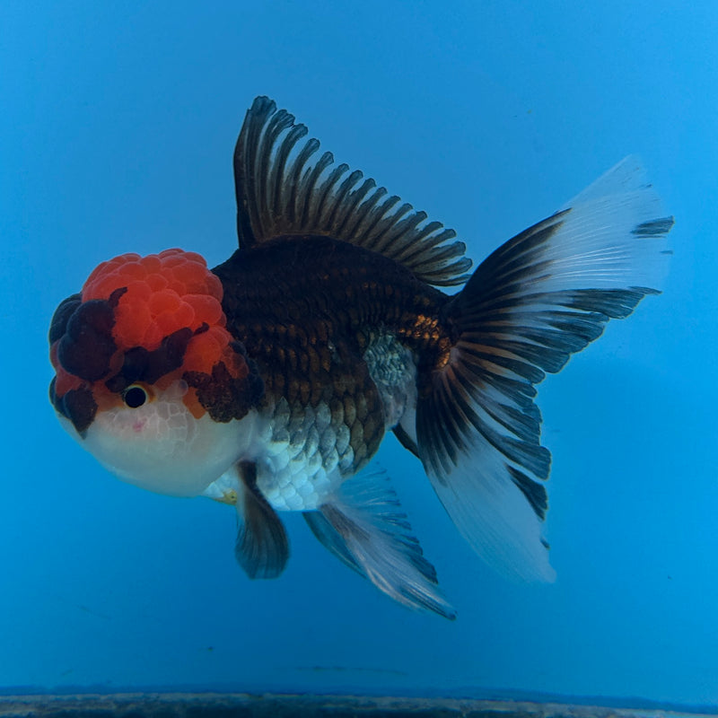 Live Premium Fancy Goldfish Thai Oranda Tri-Color 3.5” body Male (JC-271) R1A01