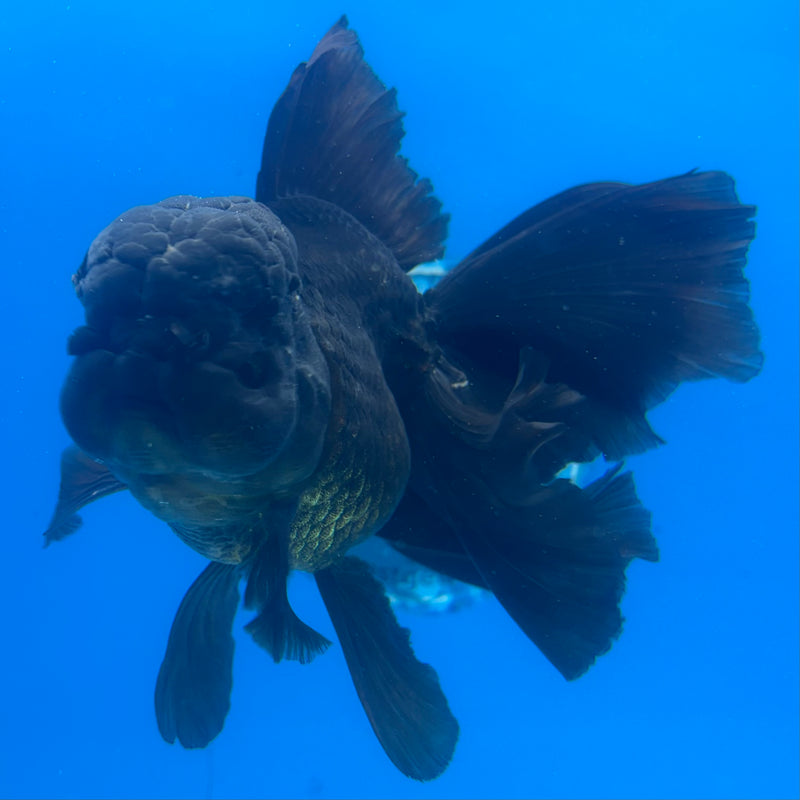 Thai Oranda JUMBO Full Black 4” Body Female(CK-1365)SHOWTANK2