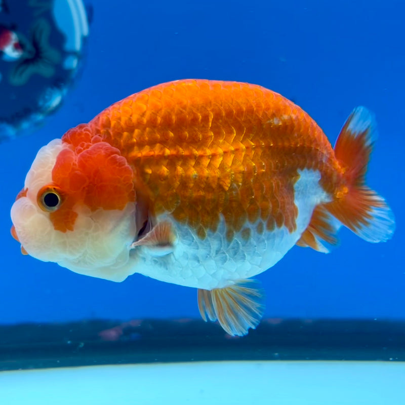 Thai Ranchu Red/White 3.5” Body Male(CK-1124)R1B05