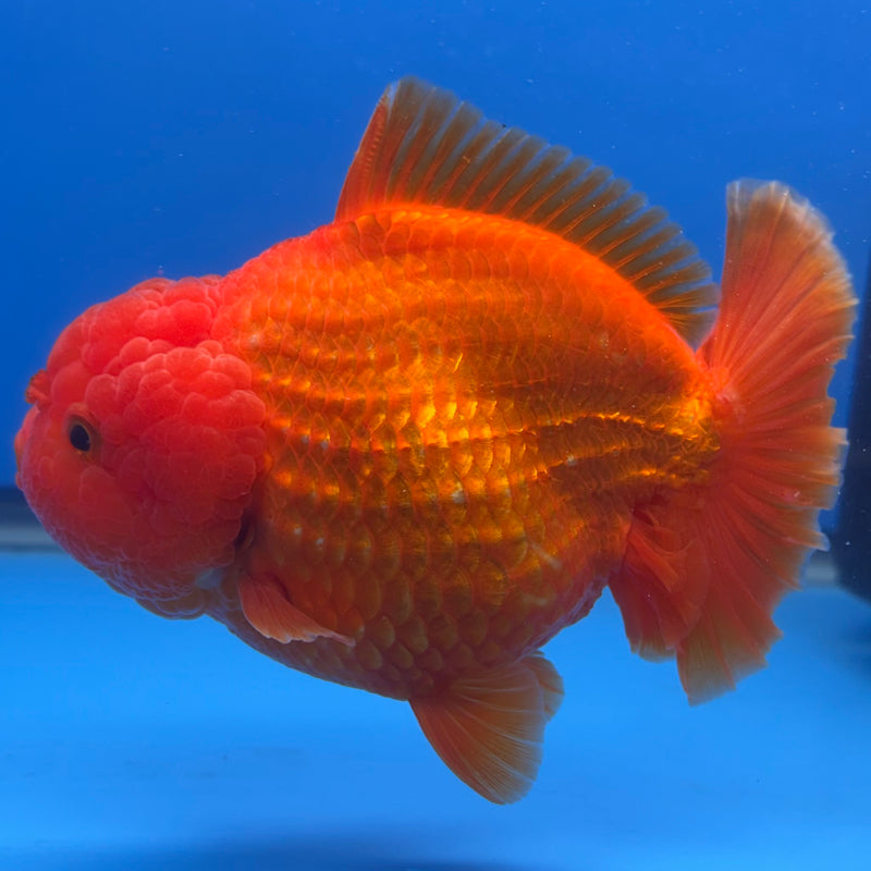 Thai Oranda Full Red 4” Body Male(CK-1444)BLUETUB2