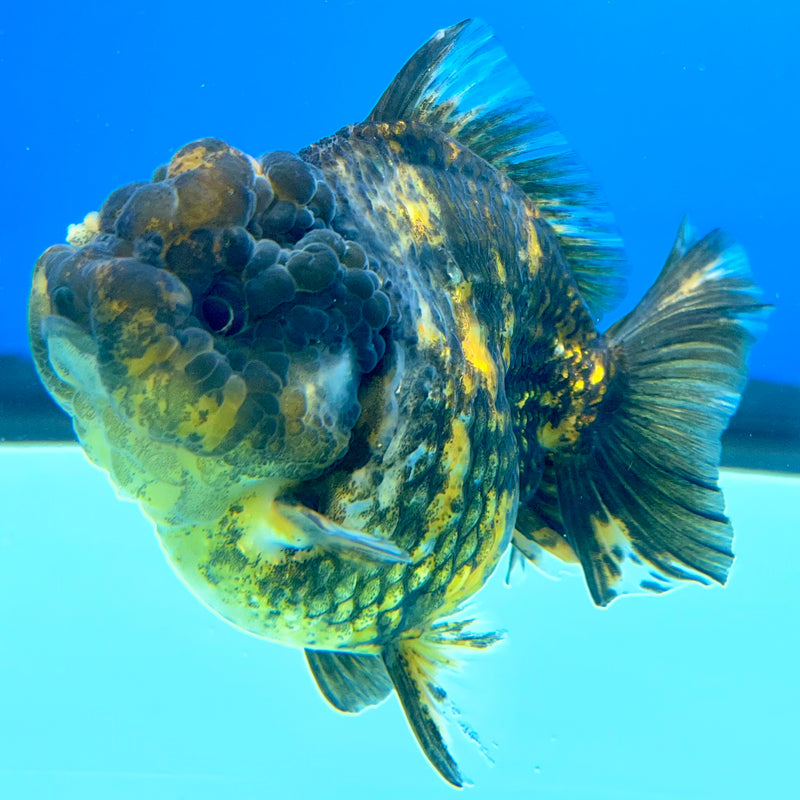 Thai Oranda Calico Tiger 3” Body Female(QGF-CK-1095)SHOWTANK