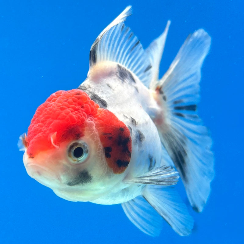 Thai Oranda Tri-Color 2.5” Body Male(CK-1017)R3B13
