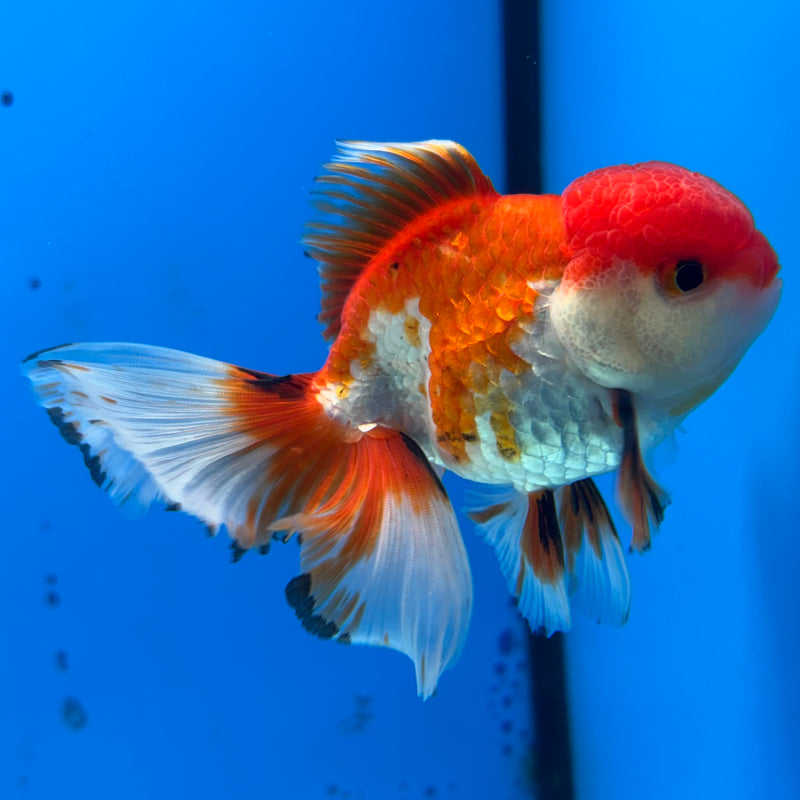 Thai Oranda Tri-Color/Apache 2.5” Body Male(CK-857)R3B17