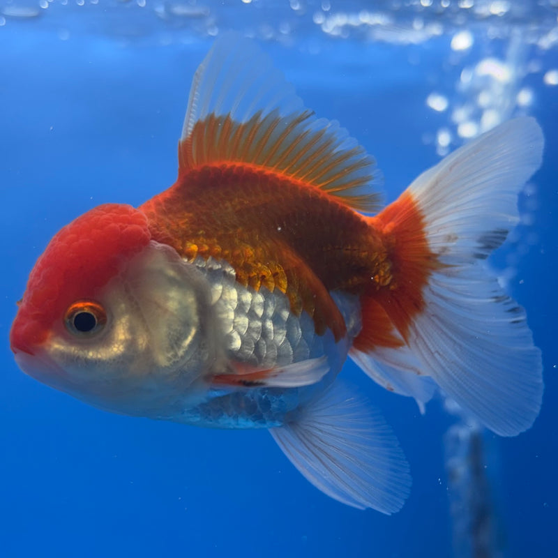 Thai Oranda Red/White 2.5” Body Male(CK-1262)R3B11