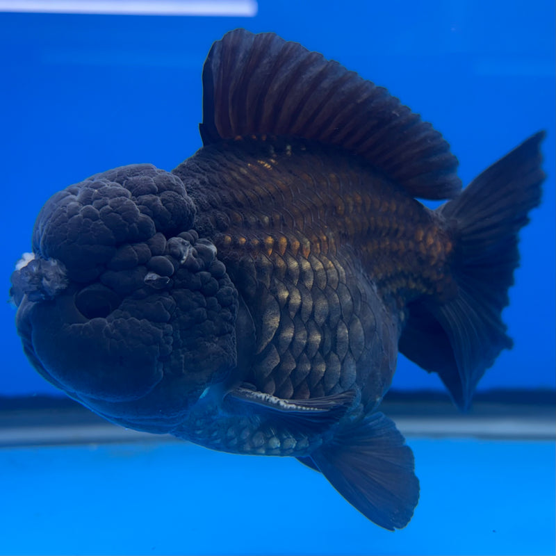 Thai Oranda JUMBO Full Black/Panda 4” Body Male(QGF-CK-1344)BLUETUB1