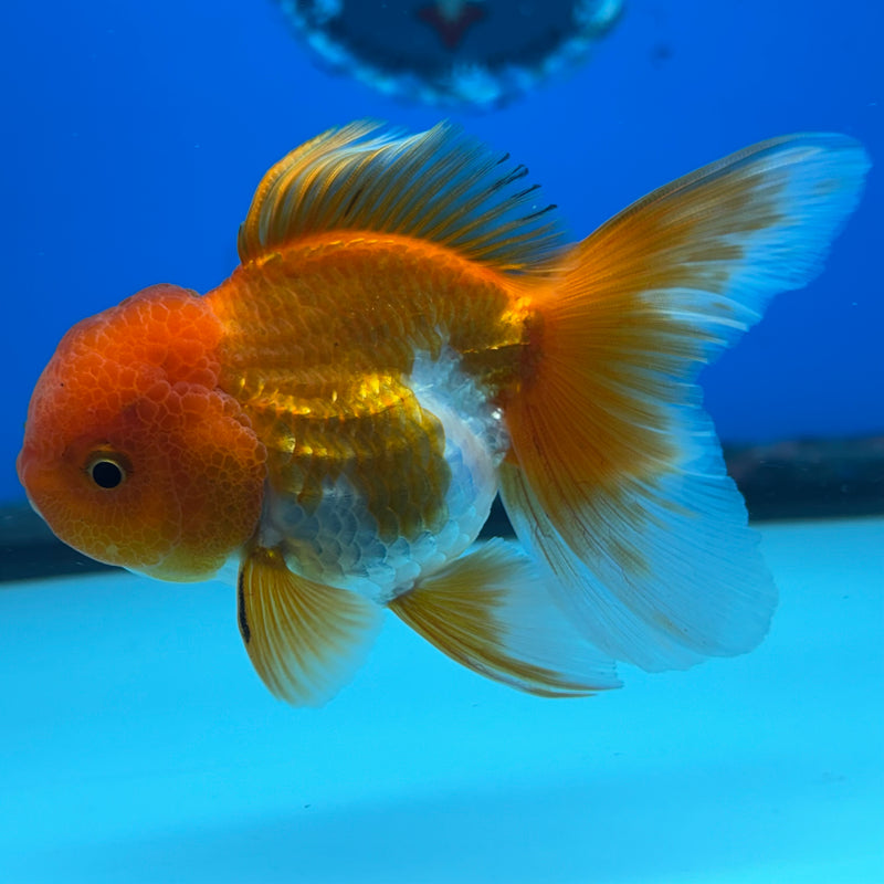 Thai Oranda Tri-Color 2.5” Body Male(CK-990)R3B07
