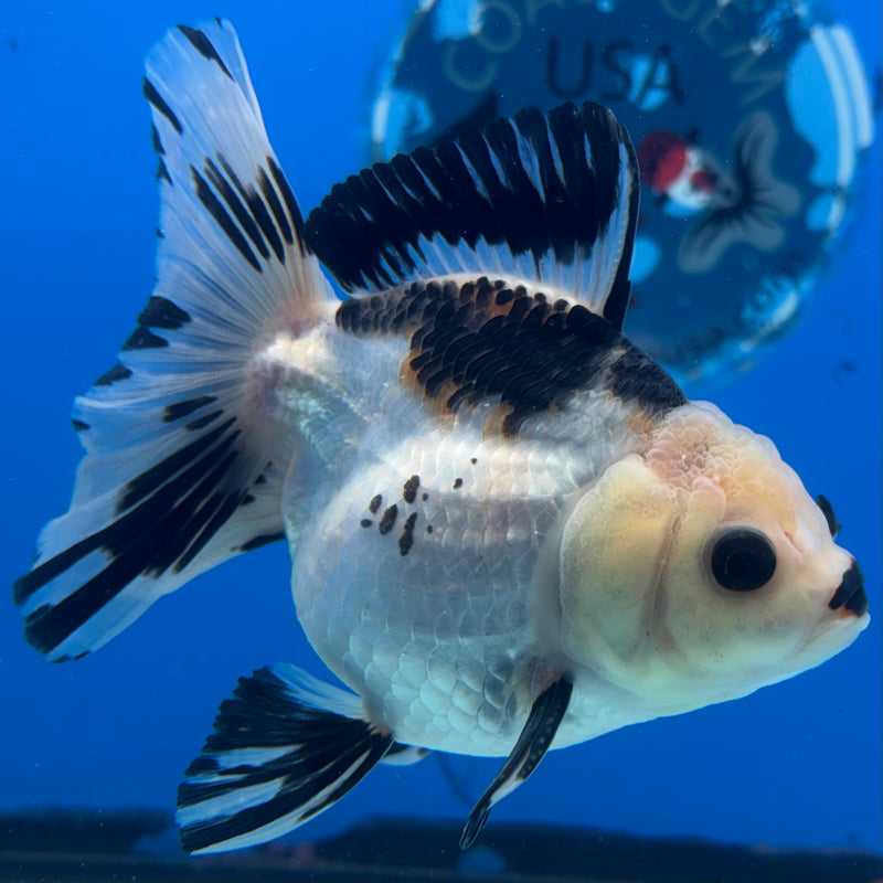 Thai Oranda Panda 3” Body Male(CK-1403)R1B09