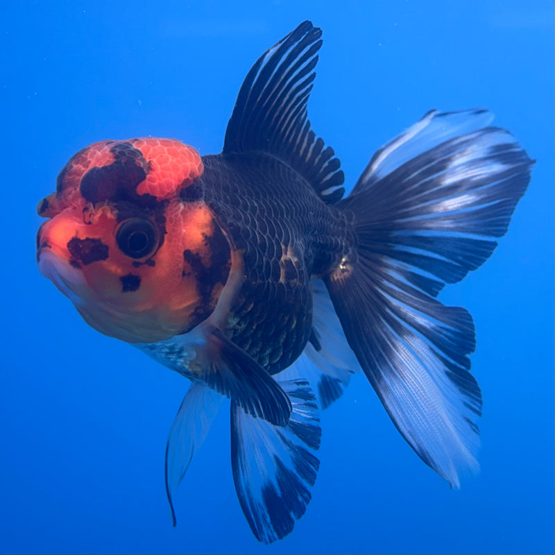 Thai Oranda Apache 3” Body Female(CK-705)R1A05