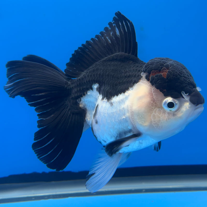 Thai Oranda Panda 3.5” Body Female(CK-680)R1B10