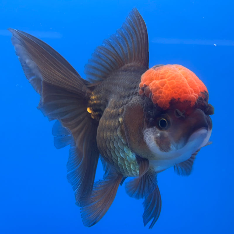 Thai Oranda Black Body Red Cap 3.5” Body Female(CK-728)R1A02