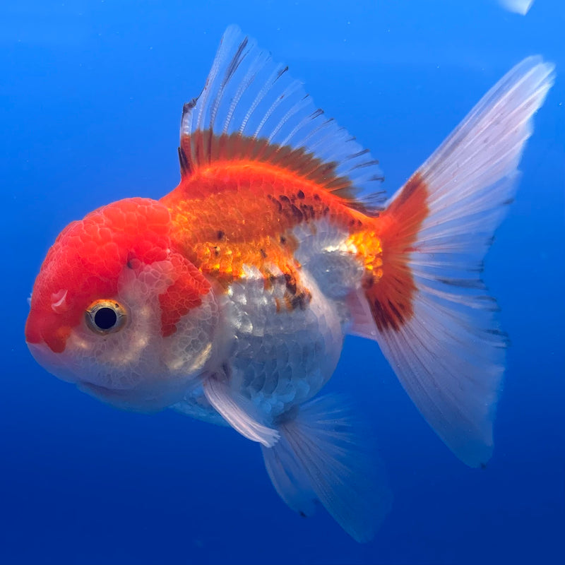 Thai Oranda Tri-Color 2.5” Body Male(CK-1005)R3B18