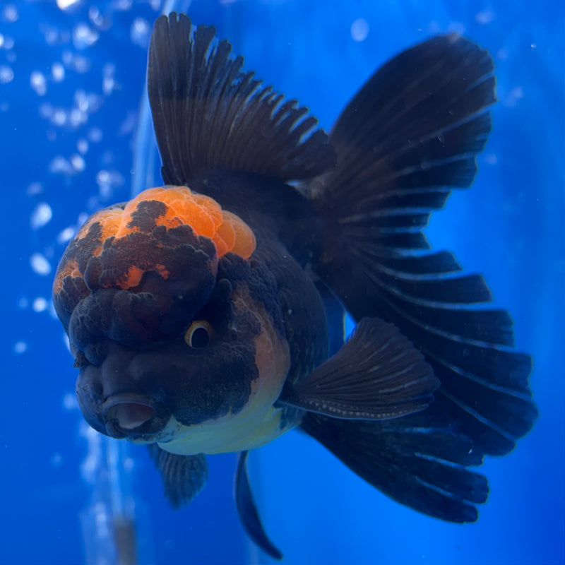 Thai Oranda Apache 3” Body Male(CK-734)R1B02