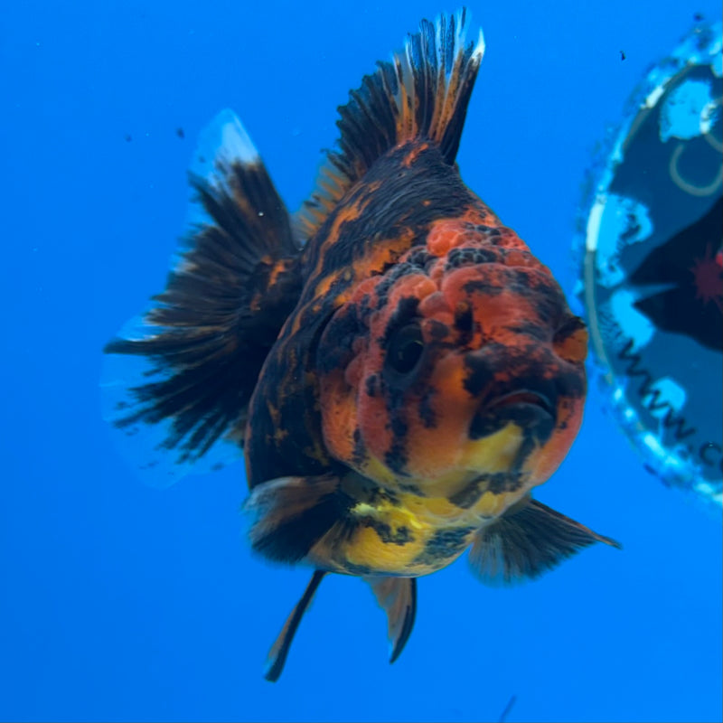Thai Oranda Calico Tiger Yuanbao by SHOGUN 3” Body Female(CK-1168)R3A06