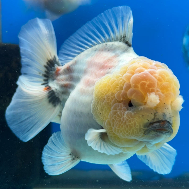 Premium Fancy Thai Marble Kirin Oranda 3” Body Male (JCD-205)R2C05