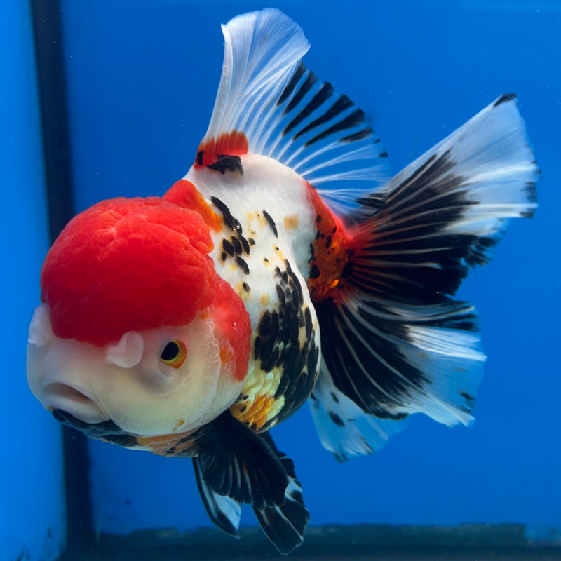 Thai Oranda Tri-Color 4.5” Body Male(CK-1486)R2B18