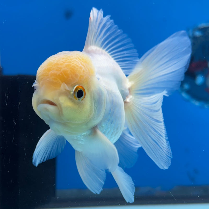 Thai Oranda Lemon Head White 3” Body Male(CK-988)R3B07