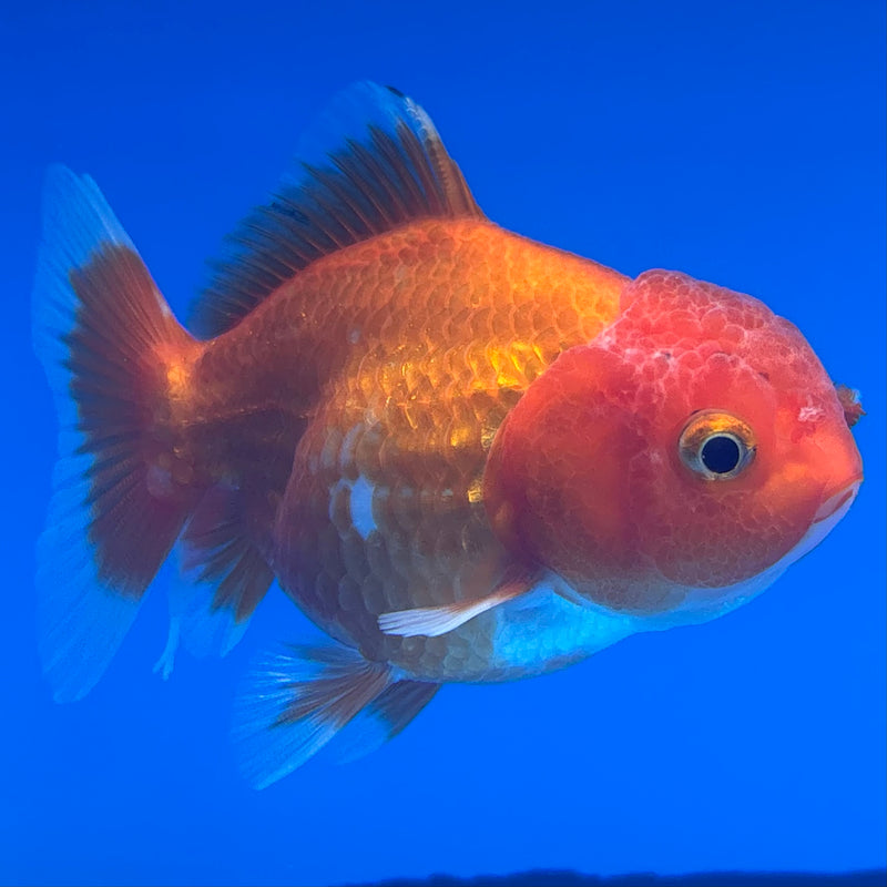 Thai Oranda Red/White 2.5” Body Female(CK-1002)R3B18