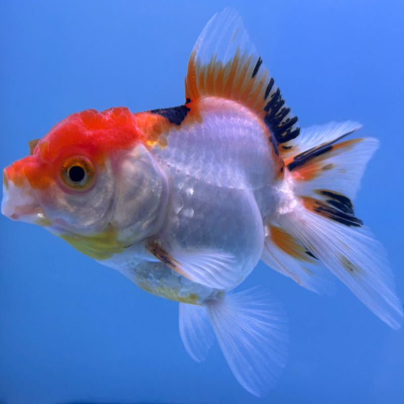 Thai Tri-Color Oranda 2”Body Male(JCD-023)R4B11