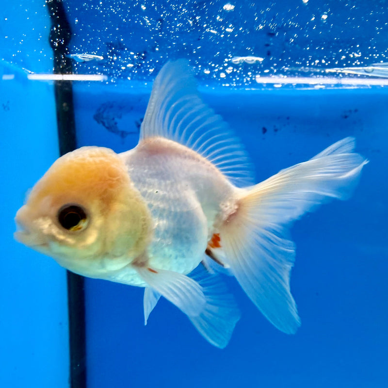 Thai Oranda Lemonhead 2.5” Female (FEB-315)R3B08