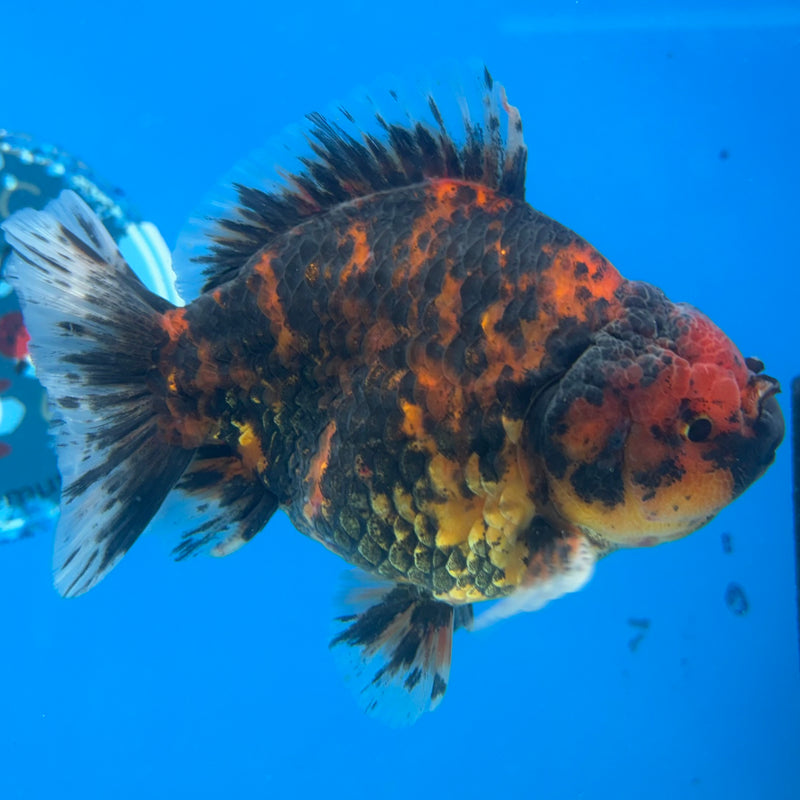 Thai Oranda Calico Tiger 3.5” Body Male(CK-1514)BLUETUB-D