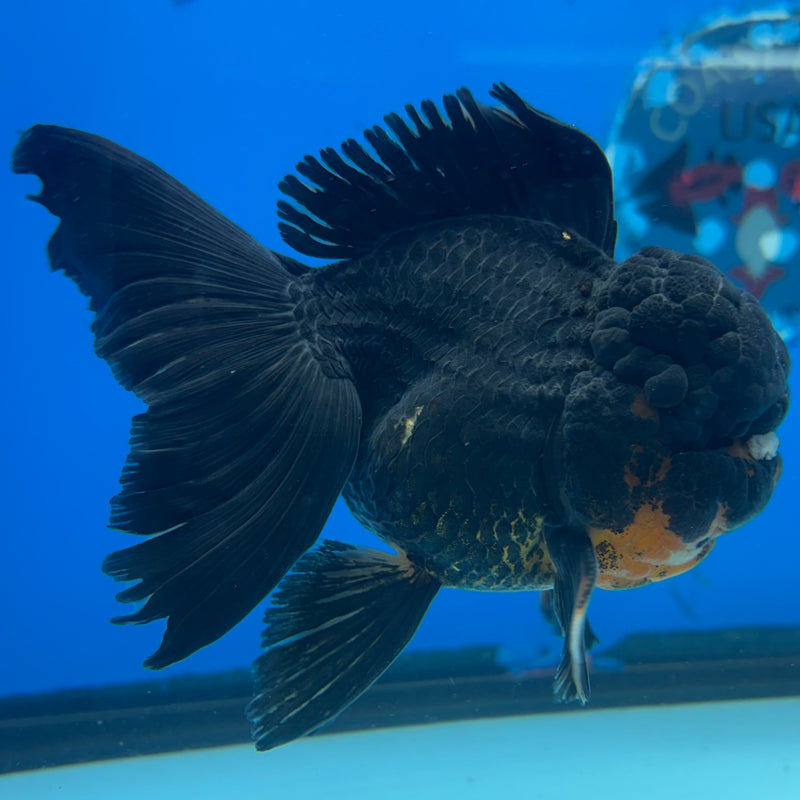 Thai Oranda Black Body Red Cap 3” Body Female(CK-1508)R2A04