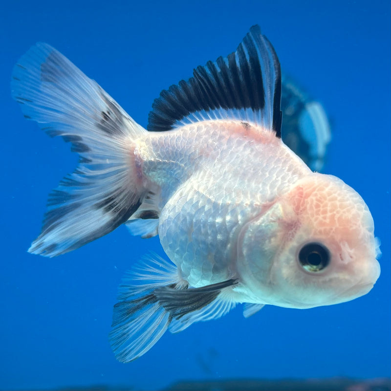 Thai Oranda Panda 2.5” Body Female(CK-1289)R3B02