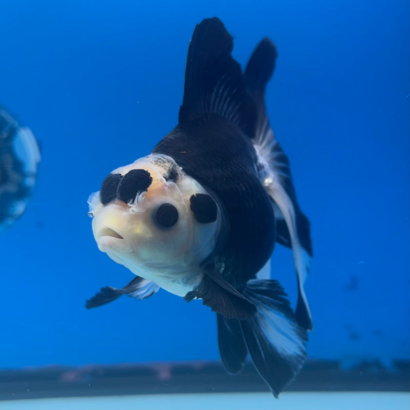 Thai Oranda Panda 3” Body Male(CK-1412)R3A12