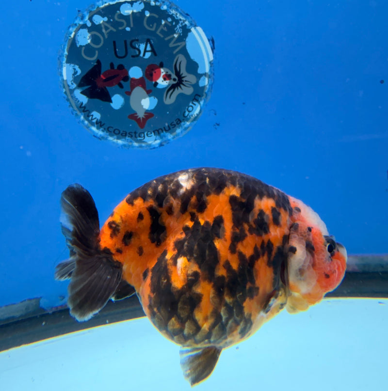 Chinese Ranchu Calico 3.5in Female (FEB-304)R2A05