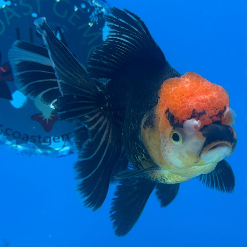 Thai Oranda Apache 3.5” Body Female(CK-919)R1BLUETUB4