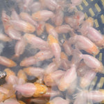 Live Fancy Goldfish Premium Select Our Choice Big Head Thai Lionchu White Lemon Head Grow up to Over 5'' BODY(CGF-070)